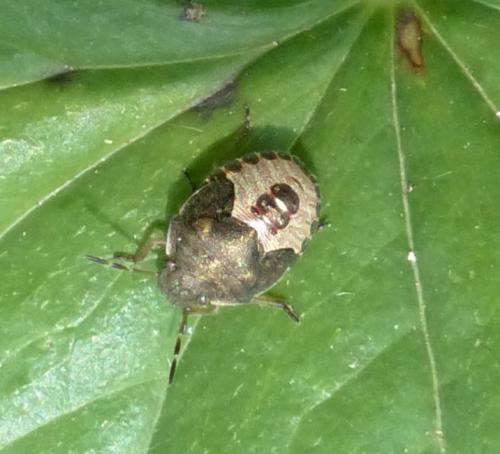 Peribalus strictus vernalis